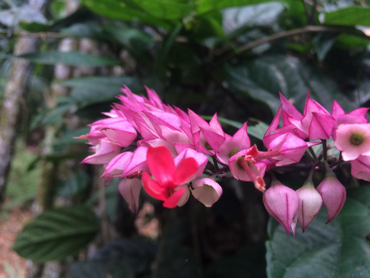 Hacienda Herrera Tambopata Puerto Maldonado Eksteriør billede