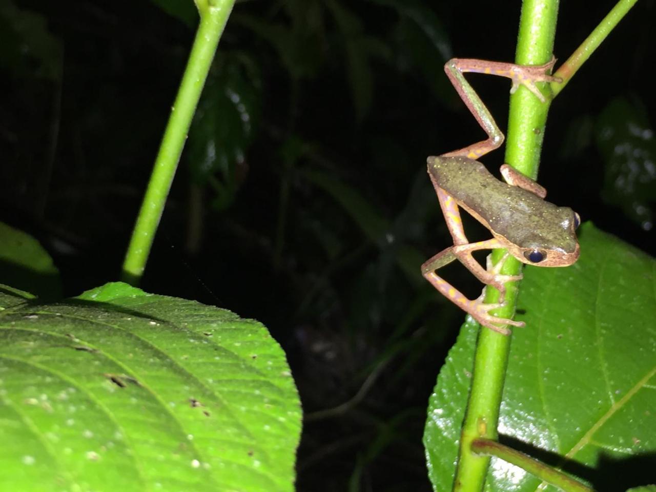 Hacienda Herrera Tambopata Puerto Maldonado Eksteriør billede